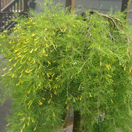                     Caragana arborescens Pendula